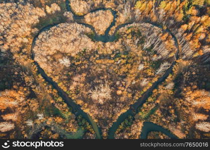 Heart shaped river in Altai territory. Autumn forest. Wonder of nature place, aerial drone view. Heart shaped river