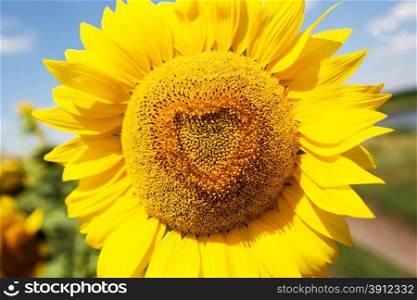 Heart shaped sunflower, close up photo