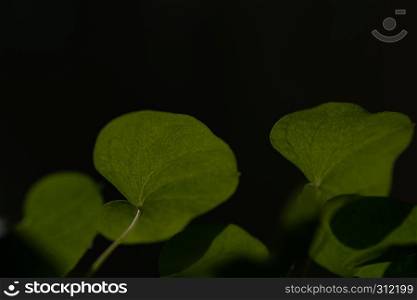 hearth shaped green leaves on black background. hearth shaped green leaves close up on black background
