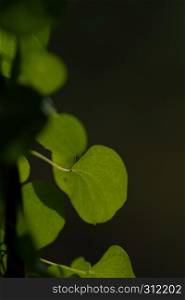 hearth shaped green leaves on black background. hearth shaped green leaves close up on black background