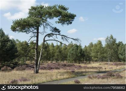 heath and green trees in holland nature hooge veluwe near the city of Kootwijk
