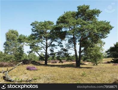heath and green trees in holland nature hooge veluwe near the city of Kootwijk