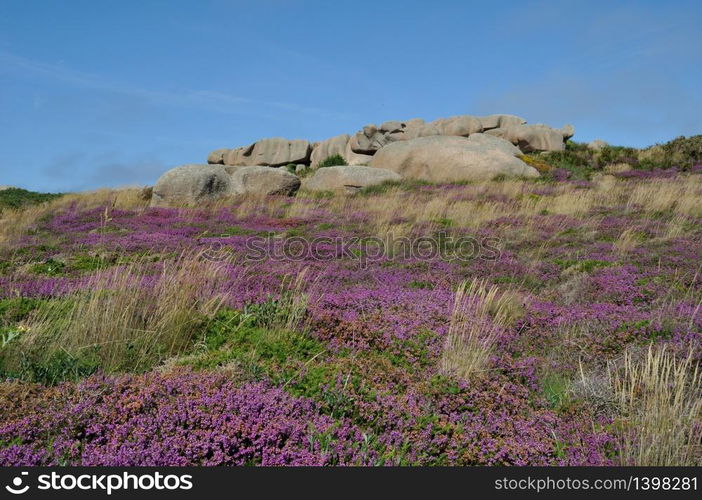 Heather and rock on the pink granite coast in Brittany