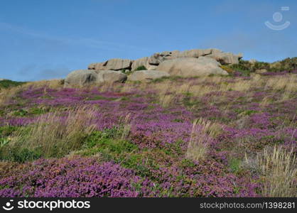 Heather and rock on the pink granite coast in Brittany
