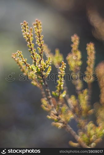 heather in the forest