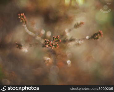 heather in the forest