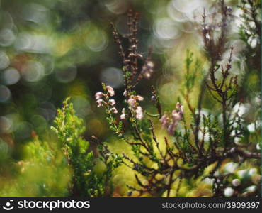 heather in the forest