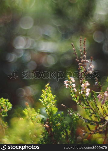 heather in the forest