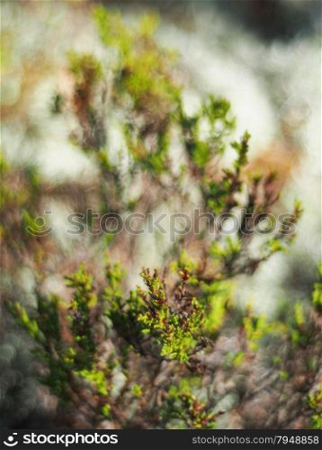 heather in the forest