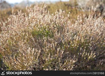 Heather plant in moorland in Drenthe, The Netherlands