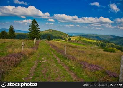 Heathland in the vosges mountains in france