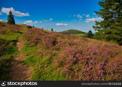 Heathland in the vosges mountains in france