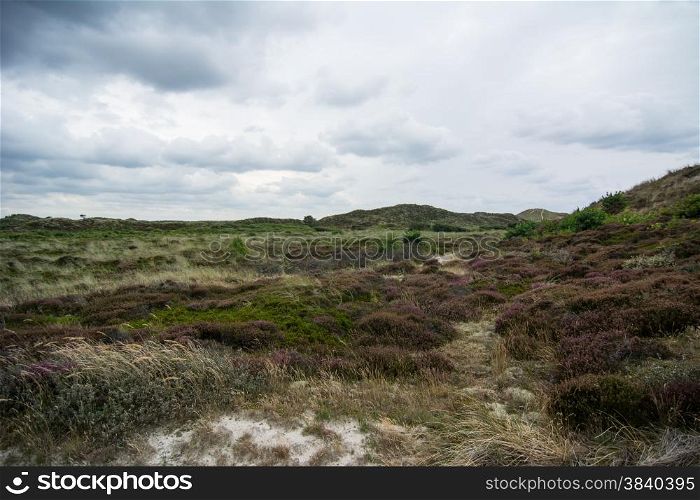 heathland landscape during a windy stormy day