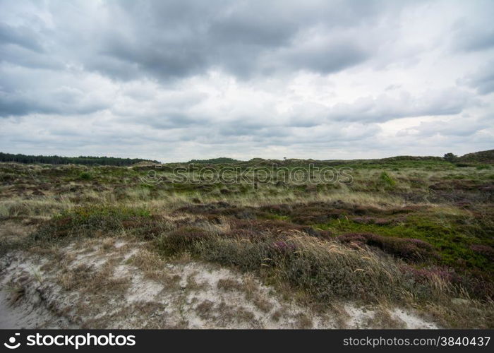 heathland landscape during a windy stormy day