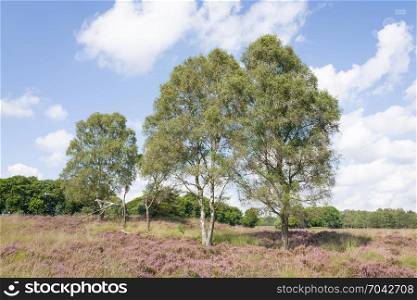 Heathland with birch trees.