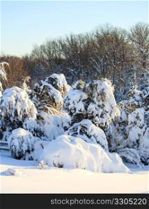 Heavily loaded snow on conifers bending them to the ground