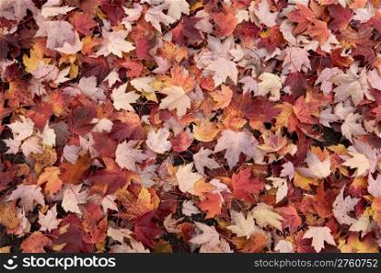 heavy blanket of fall colored leaves on the ground