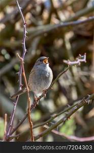 Hedge Accentor (Dunnock) in a hedge in Sussex