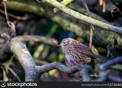Hedge Accentor (Dunnock) sitting in a tree in Sussex