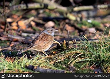 Hedge Accentor on the Canopy Floor