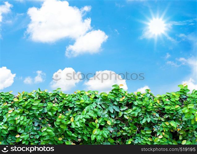 hedge and blue sky with sun beam.