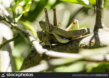 Hedge Grasshoppers, Valanga irregularis, in a mating position. The smaller insect is the male and is on top of the female or the larger insect
