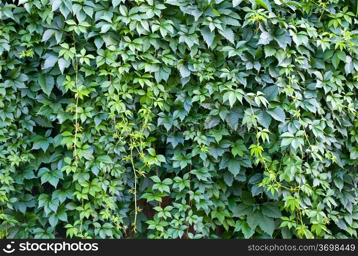 Hedge. Green wall of leaves of different colors