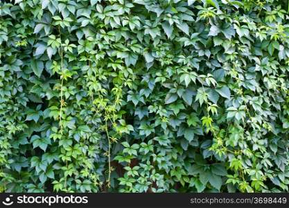 Hedge. Green wall of leaves of different colors