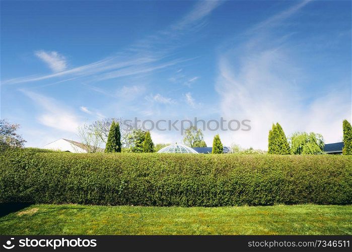 Hedge in a yard with a green lawn in the summer and a neighborhood in the background