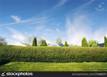 Hedge in a yard with a green lawn in the summer and a neighborhood in the background