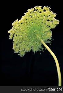 Hedge-parsley