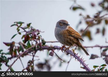 Hedge sparrow, Dunnock, perched on bramble during British winter.