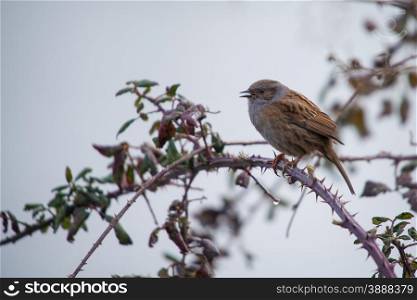 Hedge sparrow, Dunnock, perched on bramble during British winter.
