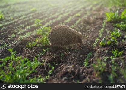 hedgehog at the field. hedgehog at the green field