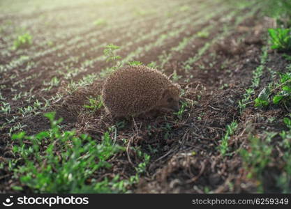hedgehog at the field. hedgehog at the green field