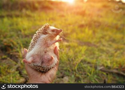 Hedgehog funny in hands with nature background ,travel concept together.