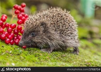 Hedgehog in a garden is looking for food