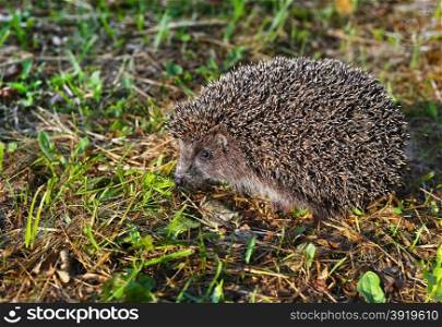 Hedgehog in natural habitat
