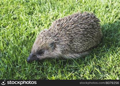 Hedgehog on a mountain meadow.