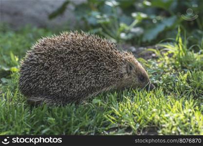 Hedgehog on green grass
