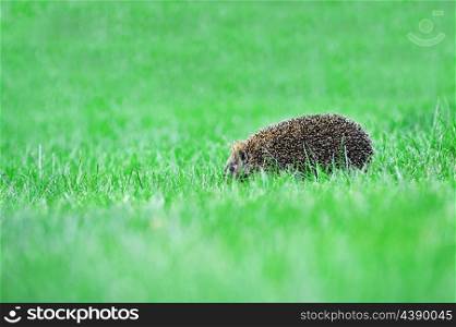 hedgehog on green lawn in backyard