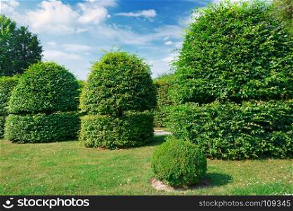Hedges and ornamental shrub in a summer park. A bright sunny day.