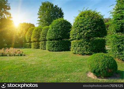Hedges and ornamental shrub in a summer park. Bright Sunrise in the blue sky