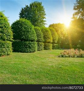 Hedges and ornamental shrub in a summer park. Bright Sunrise in the blue sky