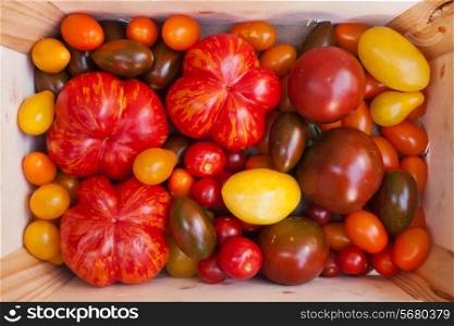 Heirloom tomato cultivars. Various heirloom tomato cultivars from Organic horticulture.