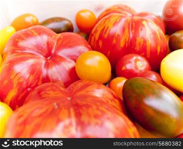 Heirloom tomato cultivars. Various heirloom tomato cultivars from Organic horticulture.