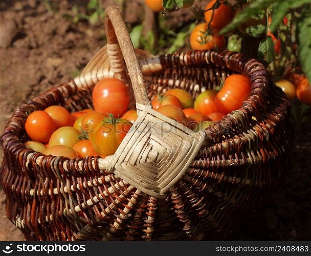 Heirloom tomatoes in baskets in garden. Harvest vegetable cooking conception .. Heirloom tomatoes in baskets in garden. Harvest vegetable cooking conception