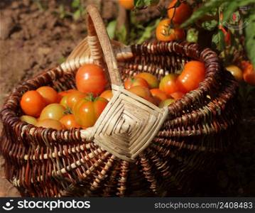 Heirloom tomatoes in baskets in garden. Harvest vegetable cooking conception .. Heirloom tomatoes in baskets in garden. Harvest vegetable cooking conception