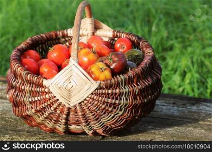 Heirloom variety tomatoes in baskets on rustic table. Colorful tomato - red,yellow , orange. Harvest vegetable cooking conception. Full basket of tometoes in green background .. Heirloom variety tomatoes in baskets on rustic table. Colorful tomato - red,yellow , orange. Harvest vegetable cooking conception. Full basket of tometoes in green background