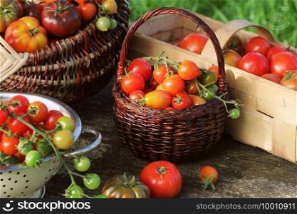 Heirloom variety tomatoes in baskets on rustic table. Colorful tomato - red,yellow , orange. Harvest vegetable cooking conception. Full baskets of tometoes in green background .. Heirloom variety tomatoes in baskets on rustic table. Colorful tomato - red,yellow , orange. Harvest vegetable cooking conception. Full baskets of tometoes in green background